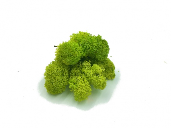 Norwegian Reindeer Moss ( Box 500g Gross ) Color Spring Green